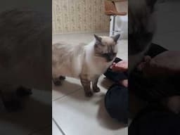 #australia #ragdoll #cat #cute #cats