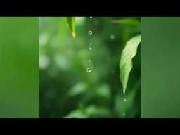 Unusual Cosmic Process, The Still Vale - Whisper of the Rain [Full EP]