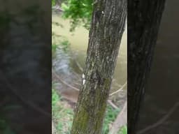 Didn’t Find the Old Mill… But Found Baby Ducks Instead