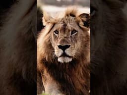 Why are Male Lions attacking cubs? #naturedocumentary #wildlife #lion