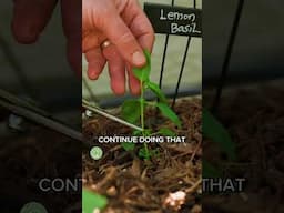 Grow Basil Like a Pro (It’s Easy!)