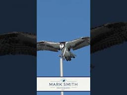Can This Osprey Stick the Landing?