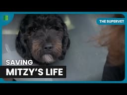 Mitzy’s Accident Tests Vets’ Limits | The Supervet | Documentary