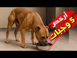 5 وجبات رخيصه وصحية للكلاب من البيت