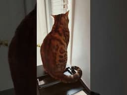 Psyop didya wash 🧼 #meows #viralshort #cat #funny #viralvideoshorts