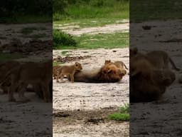 Playful Cubs Test Male Lion’s Patience!