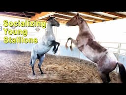 Socializing Young Stallions - Reining & Cutting Horse Training