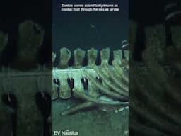 Zombie worm Reproduction is Weird #animalscience #evolution #wildlife #animals
