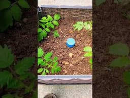 this is technically a Swamp Fertilizer #garden #vegetables #fertilizer