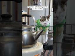 Japanese cat keeping warm by the gas stove