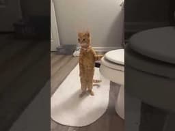 Funny Animals Video Compilation😂Funny Cats and Dogs Videos 2025_try not to laugh
