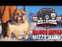 THE MOST COMPLETE AMERICAN BULLY IN THE WORLD!!!!!