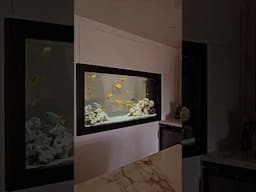 STUNNING AFRICAN CICHLID AQUARIUM | CLIENT SETUP