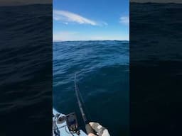 I've NEVER Had a Fish Run Like This! #shorts