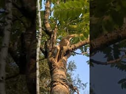 കുരങ്ങനായി ജനിക്കേണ്ടതാരുന്നു 🙄 #cat #pets #treeclimbingcat #funny #funnycats