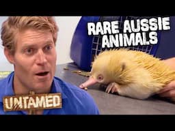Vets Battle To Save Critically Injured Rare Aussie Wildlife