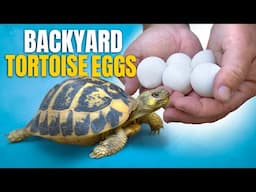 Digging Up Tortoise Nests in our Backyard! + Rescuing 40 Turtles At Once!
