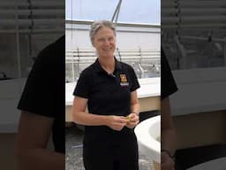 Marie Magnusson explains how our researchers are leading the way in seaweed innovation! #Seaweed