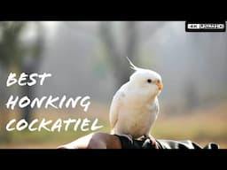 Best Singing and Honking Cockatiel - Talking Cockatiel