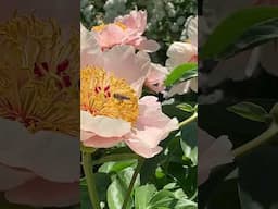 Bee Meets Peony Bloom | Spring Pollinator Moment 🐝🌸 #bee #peony #springgardening #peony