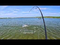 That Smell! I Checked and Found Quiet Beach Loaded with Monster Fish!