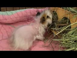Guinea Pigs Found In A Box Update 🥰