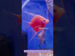 Los Primeros peces Angel Transgenicos en México