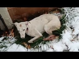 After the accident, she lay exhausted in the freezing snow at -16°C with her legs paralyzed