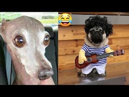 Funniest Animal Videos 😆 Try Not To Laugh Cats And Dogs 🤣 😆 CHARLIE #22