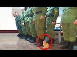 Cats Become Public Servants 🤯 Funny Cat and Human