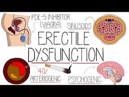 Erectile Dysfunction Explained - It's Not That Hard