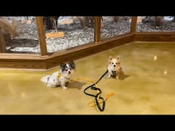 Dogs first time exploring Cabelas!