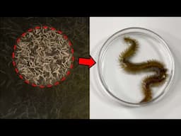 The True Identity of the Creatures Covering the River’s Surface...