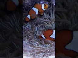 The relationship between #anemones and #clownfish is amazing 🤩 #ntlabs #marinefish #reeffish