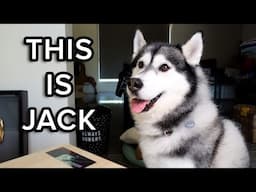 Goodbye Old Friend (Jack the Husky)