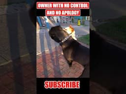 Dog Attacked My Cane Corso #dog #canecorso #shorts