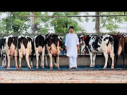 🔴Live🔴 from  Gurwinder Dairy Farm,, Call- 73551 00093