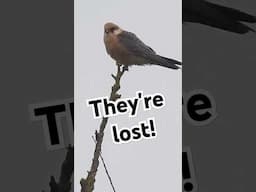 These Falcons are very far from Home! #birdwatching #falcons #wildlife #nature  #birds