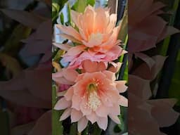 Orchid Cactus - Epiphyllum