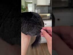 My favorite time of year, enjoy! 🖤 #chinchilla #asmr #Knox #satisfying #shorts