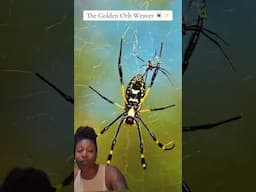 Tanzania’s Most Interesting Insect 🕷️ the Golden Orb Weaver #nature #tanzania