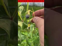 Sugar Snap Peas Are Growing Like Crazy In My Garden!