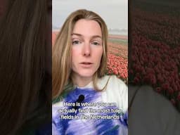 No, not near Keukenhof💁🏼‍♀️😌 #netherlands #keukenhof #tulip #tulips #tulipfields #tulipanes