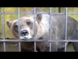 Bear caged for 4 years makes first friend