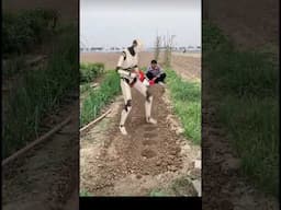 Is it Fake Robot?