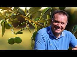 HUILE D’OLIVE : un trésor méditerranéen devenu indispensable – Les Maîtres de l’Huile d’Olive – AMP