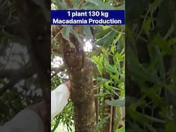 23 year Macadamia tree, 130 kg Macadamia production, Macadamia nuts, Shorts, #shorts