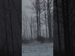 KUBOTA AND BAUMALIGHT CUTTING 2 BIG MAPLES IN SNOW STORM #baumalight #kubota #maple