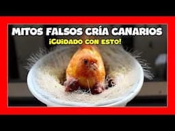 😱 DESMINTIENDO MITOS sobre la CRIA DE CANARIOS ❌ 10 MITOS  que DEBES DEJAR de creer
