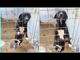 Friendly Dog Begs Everyone To Save Her From That Place